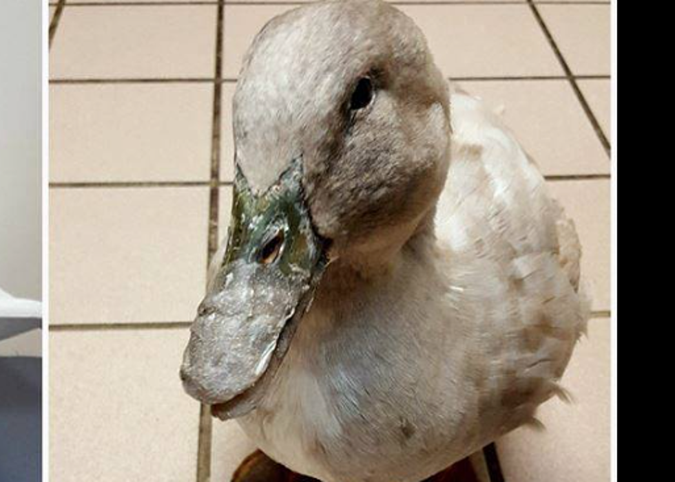 Injured Duck Receives New 3D Bill from Flint Company – The Good News