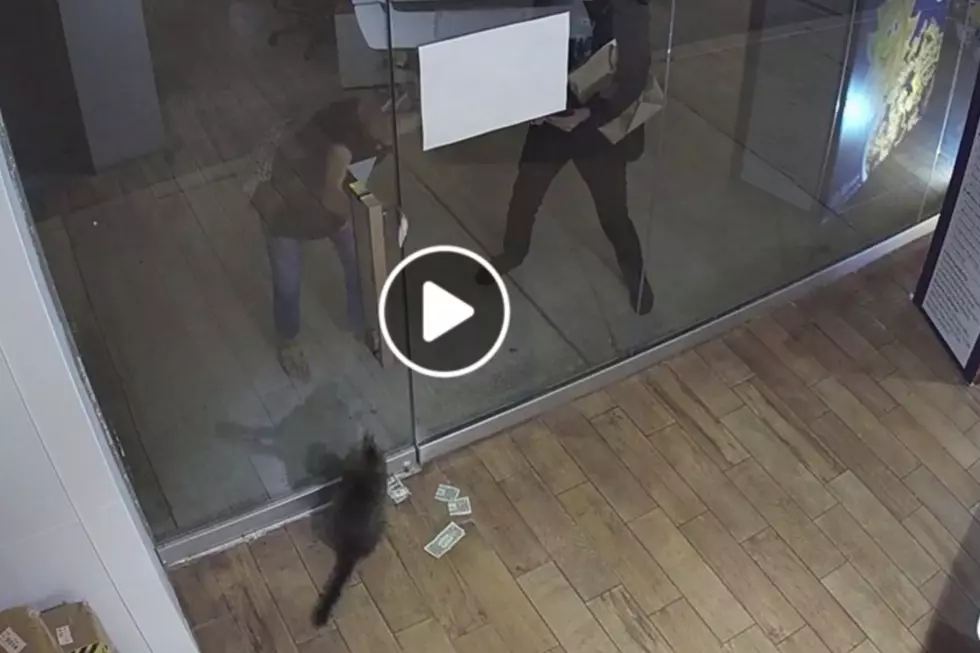 CASHnip Kitty Brings Home Money (Instead of Dead Mice!) [VIDEO]