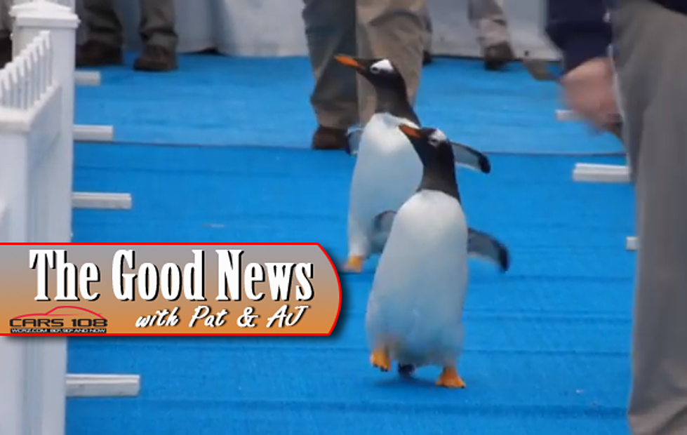 Detroit Zoo’s Penguin Exhibit Receives National Award – The Good News