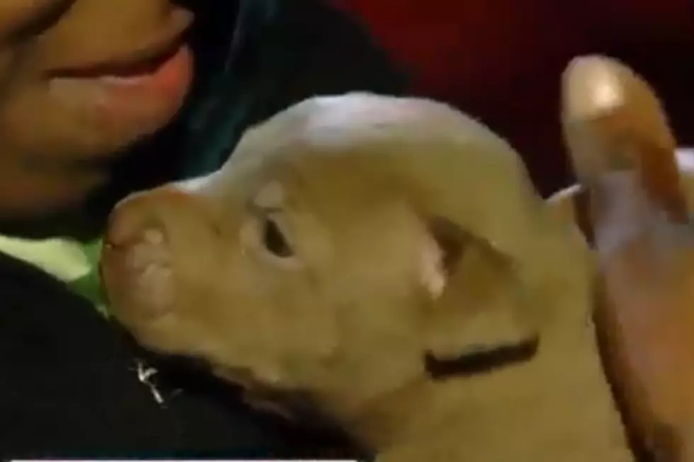 Firefighters Rescue Puppies After House is Firebombed in Detroit [VIDEO]