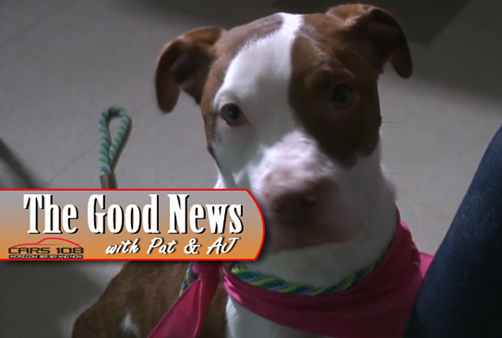 Abused Dog Recovering Well at the Humane Society of Genesee County – The Good News [VIDEO]
