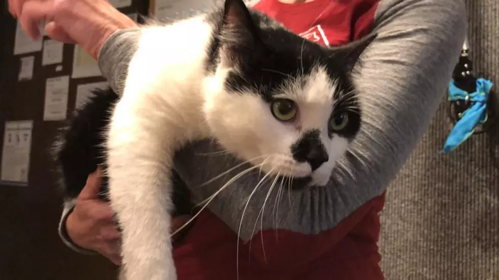 Oreo is a Lap Cat! AJ’s Animals for Tuesday, December 12th [VIDEO]