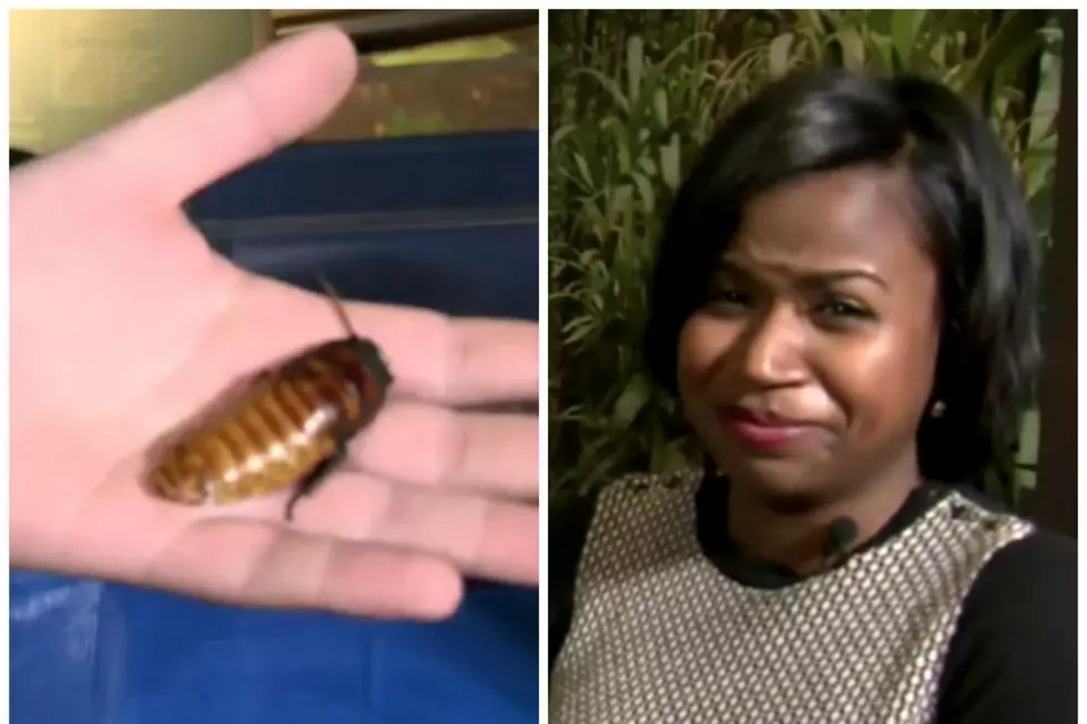 Crickets:  Detroit TV Reporter Eats &#8216;Em Like a Champ [VIDEO]