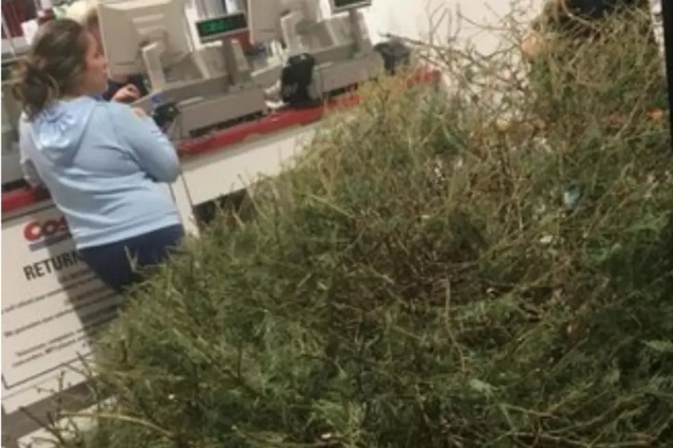 Woman Returns Her Dead Christmas Tree to Costco [PHOTO]
