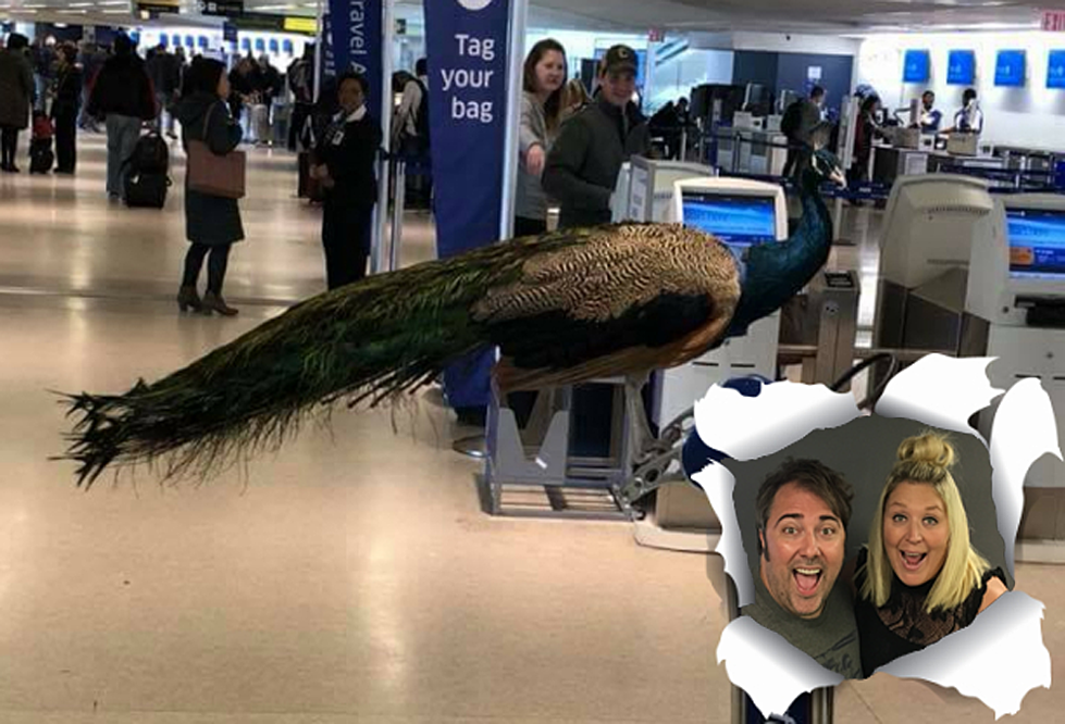 Get That Peacock Off The Plane! – Pat & AJ Post Show 01-31-18 [VIDEO]