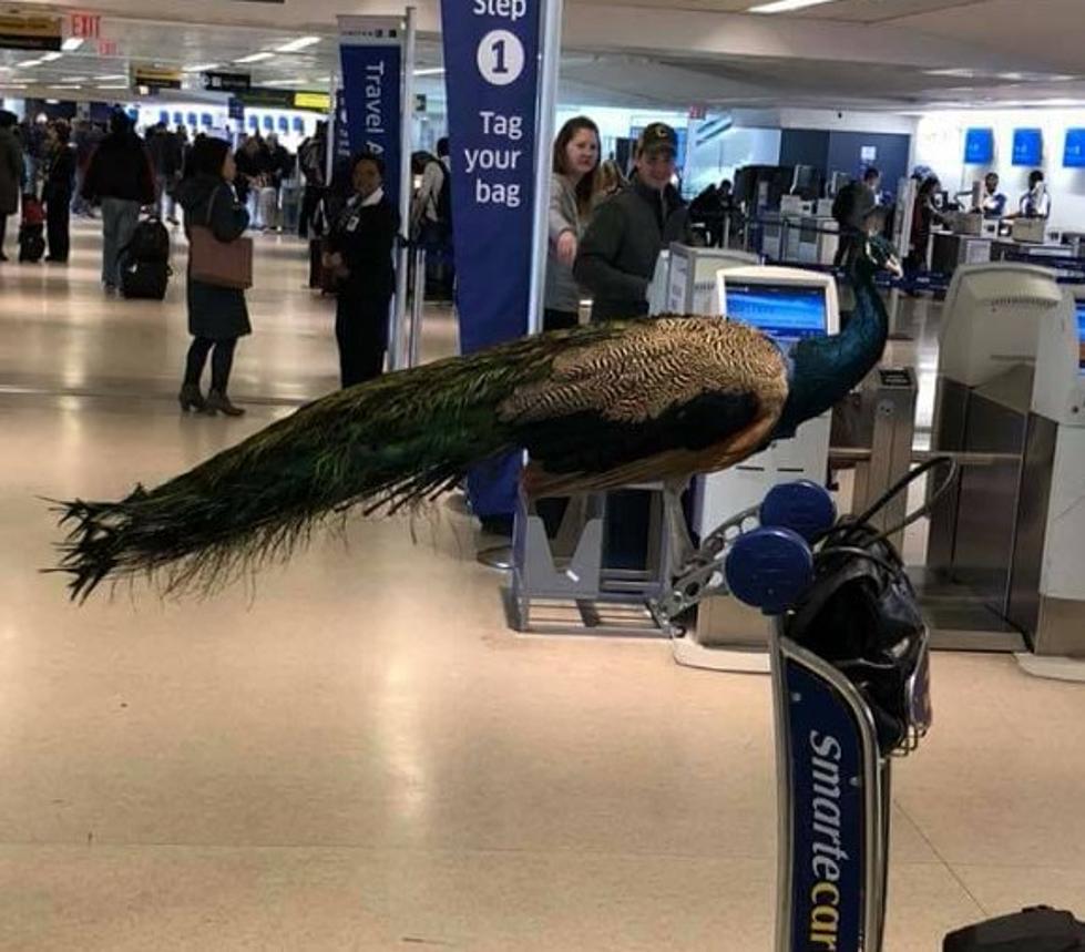 Yes, It’s a Real Story – Emotional Support Peacock Denied on Flight