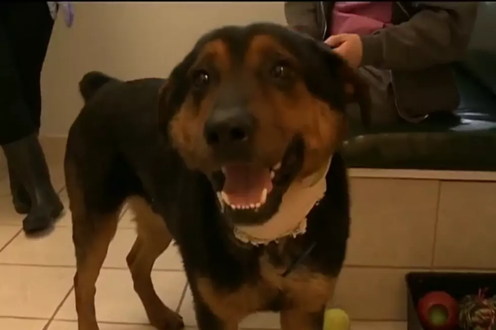 Michigan Dog Found With Hook + Chain Piercing His Neck [GRAPHIC VIDEO]