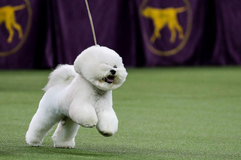 Michigan Dog Wins Westminster Dog Show