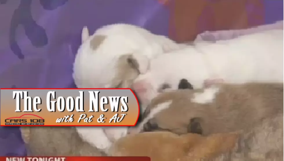Stray Dog Nurses Orphaned Pups in Saginaw – The Good News [VIDEO]