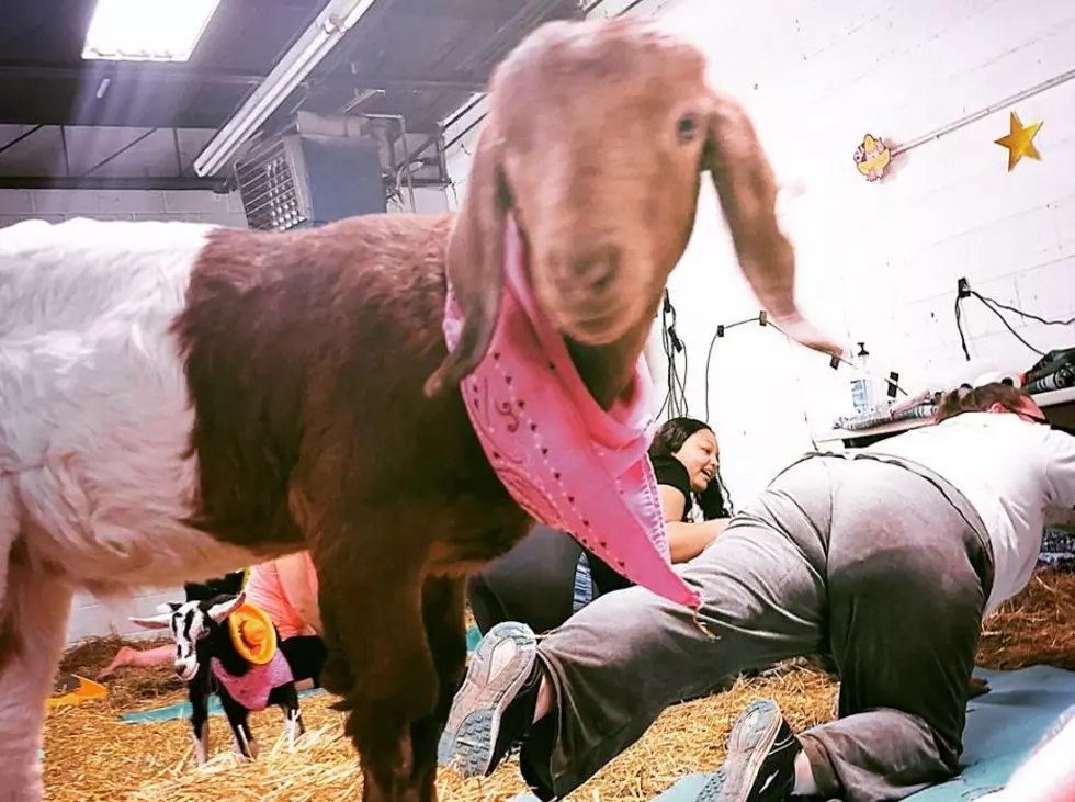 Goat Yoga - It's A Thing. I Did It. And I LOVED It! [PHOTOS]
