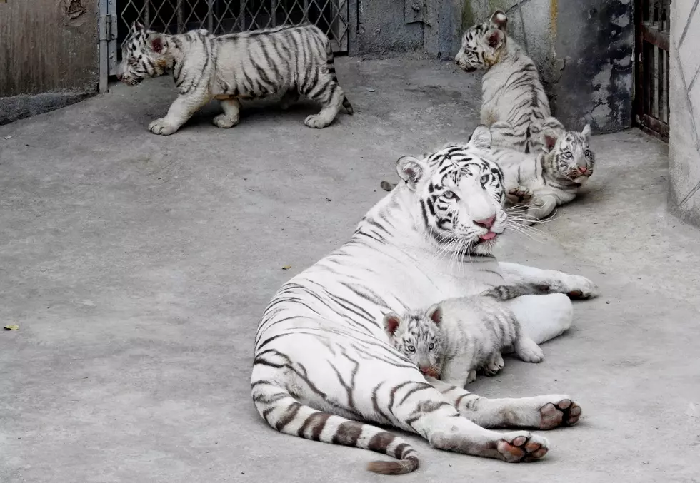 A Truck With Eight Bengal Tigers Crashed on I-75 [VIDEO]
