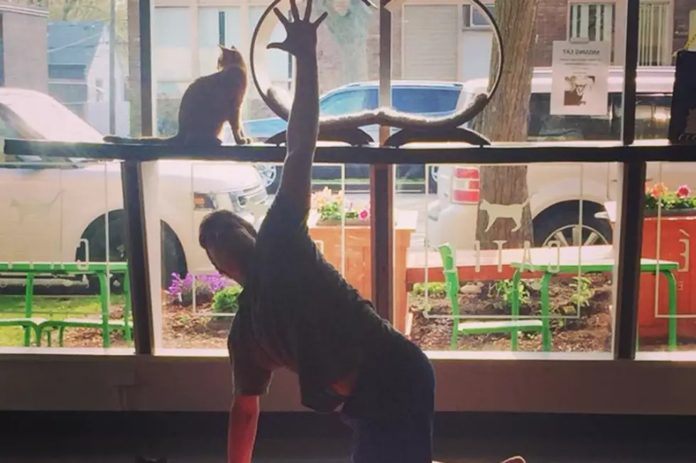 Try CAT Yoga at a Catfe Run By A Detroit Animal Shelter