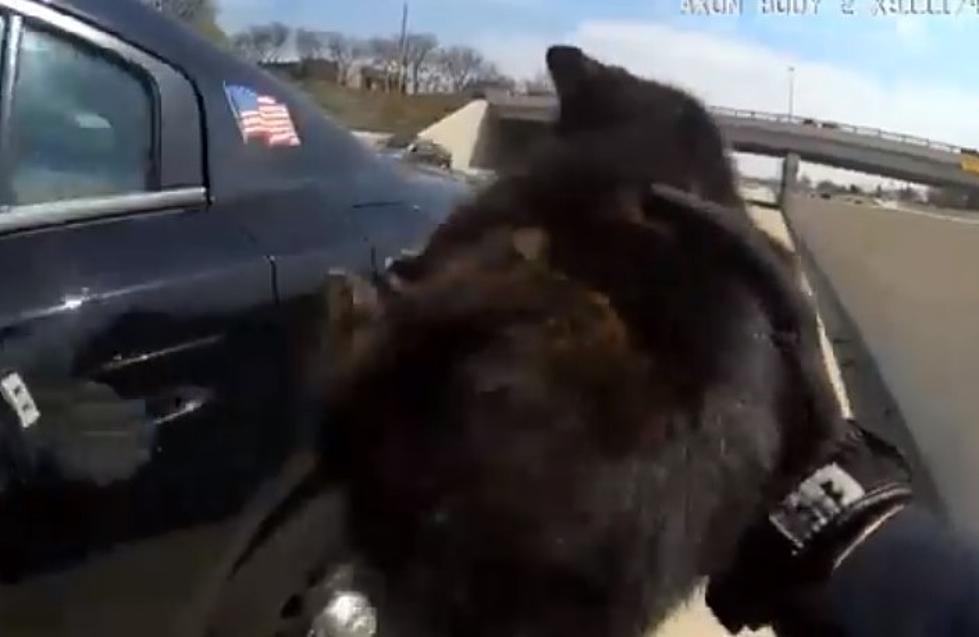 WATCH: Livonia Police Officer Rescues Kitten from I-96 [VIDEO]