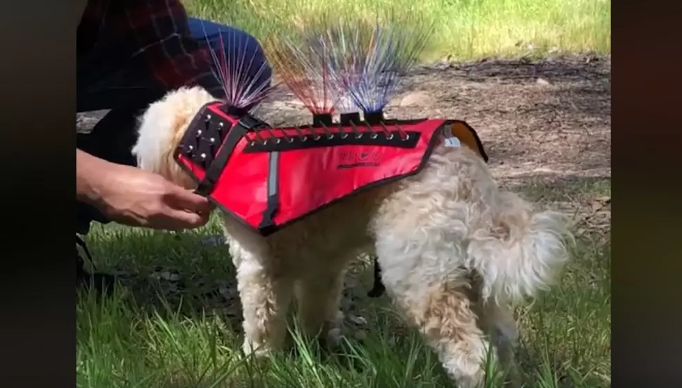 This Vest Can Protect Your Dog From Coyotes [VIDEO]