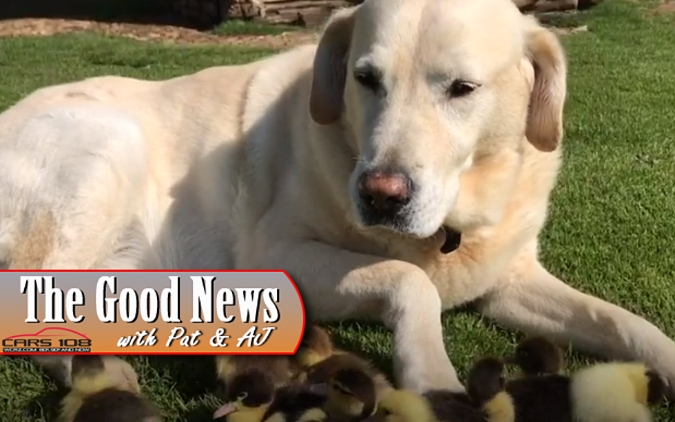 Dog Adopts, Cares For Orphaned Ducklings – The Good News [VIDEO]