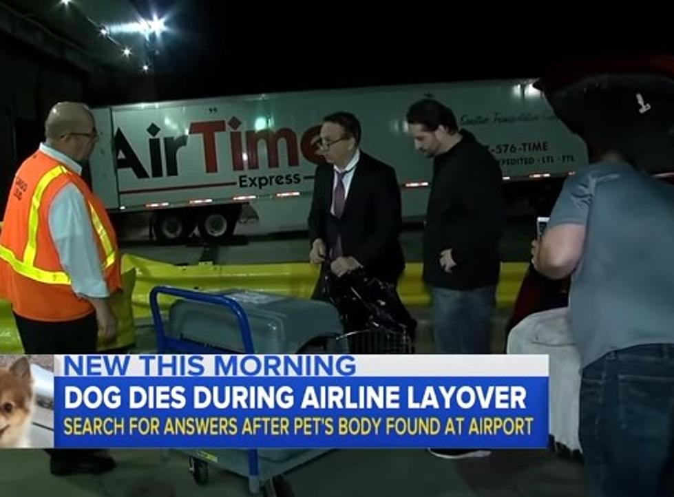 Dog Dies During Layover in Michigan on Delta Flight [VIDEO]