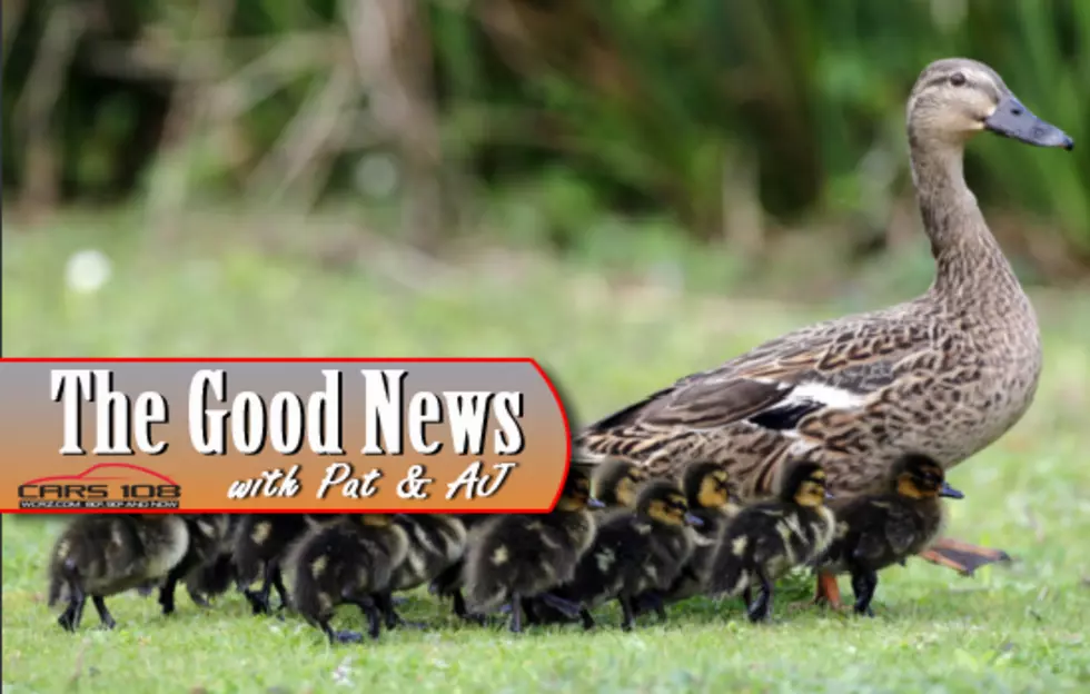 Michigan Police Trooper Stops Traffic in Detroit for Ducks 