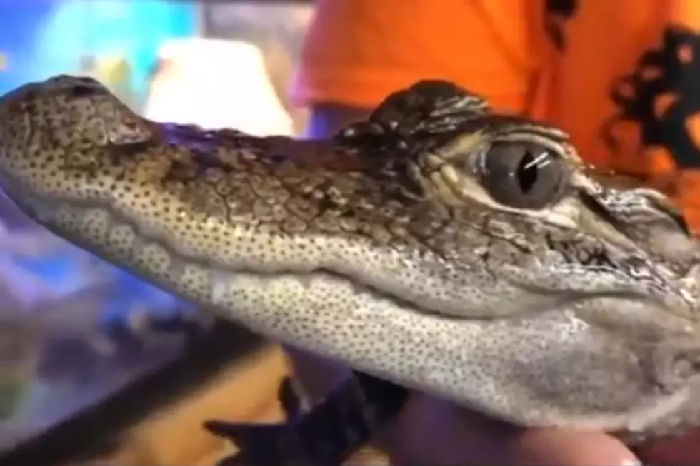 Alligator Found in Michigan Backyard Pond [VIDEO]