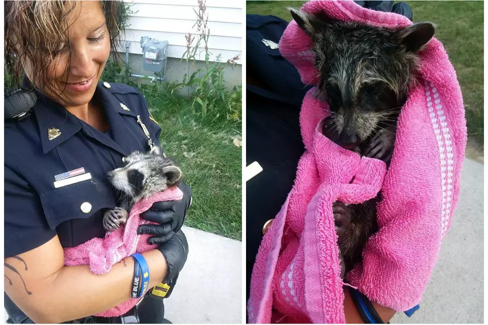 Flint Police Officers Save Baby Raccoon Trapped in Barrel of Sludge [PHOTOS]