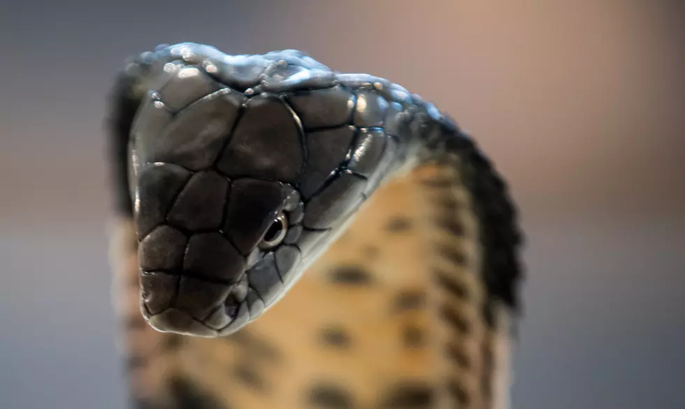 Michigan Man Bitten By His Own Deadly Pet Cobra