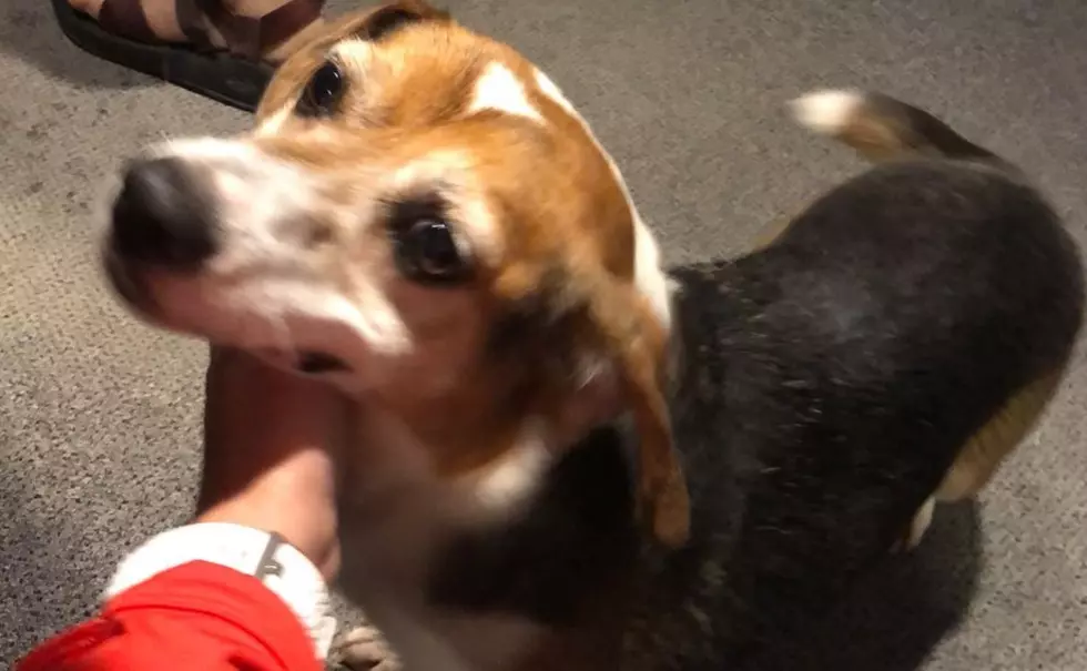 Cracker Jack the Beagle Mix! AJ’s Animals for Monday, July 23rd [VIDEO]