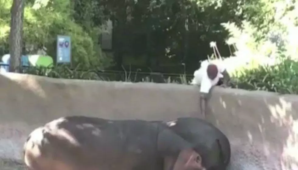 Police Looking For Man Who Spanked Hippo at L.A. Zoo [VIDEO]