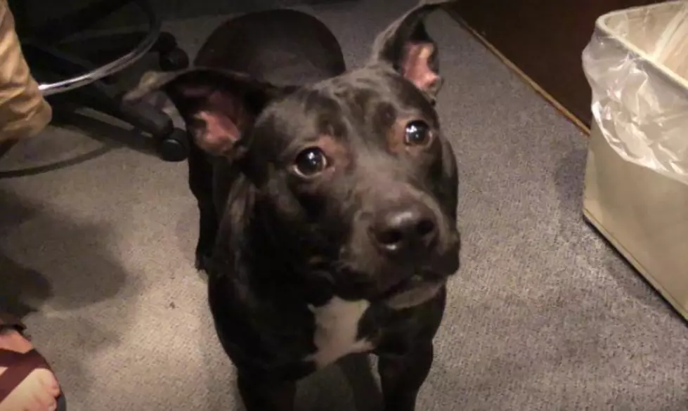 Meet Miss Maggie! AJ's Animals for Monday, September 17th [VIDEO]