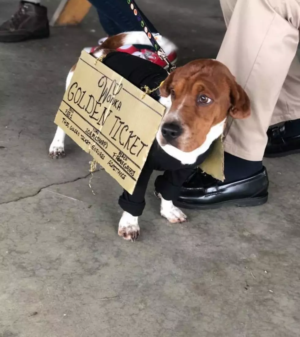 All The Cute Pups from 'Howl-oween' at the Grand Blanc Dog Park [