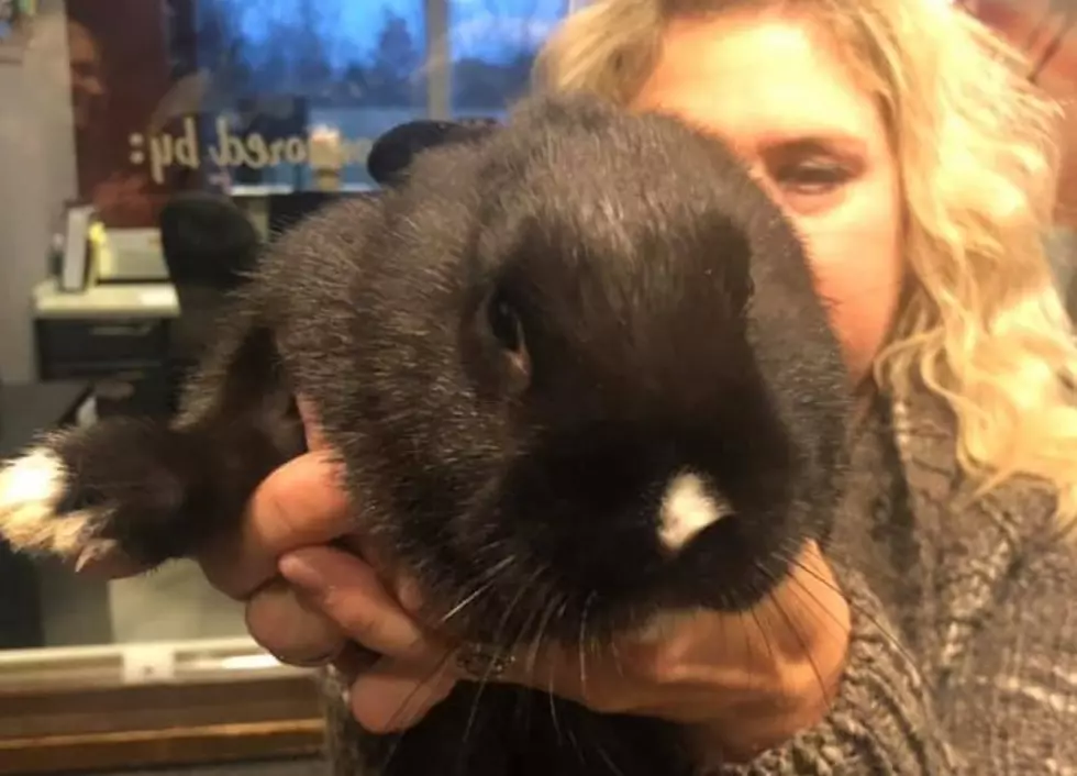 Hermy The Bunny! AJ's Animals for Monday, January 7th [VIDEO]