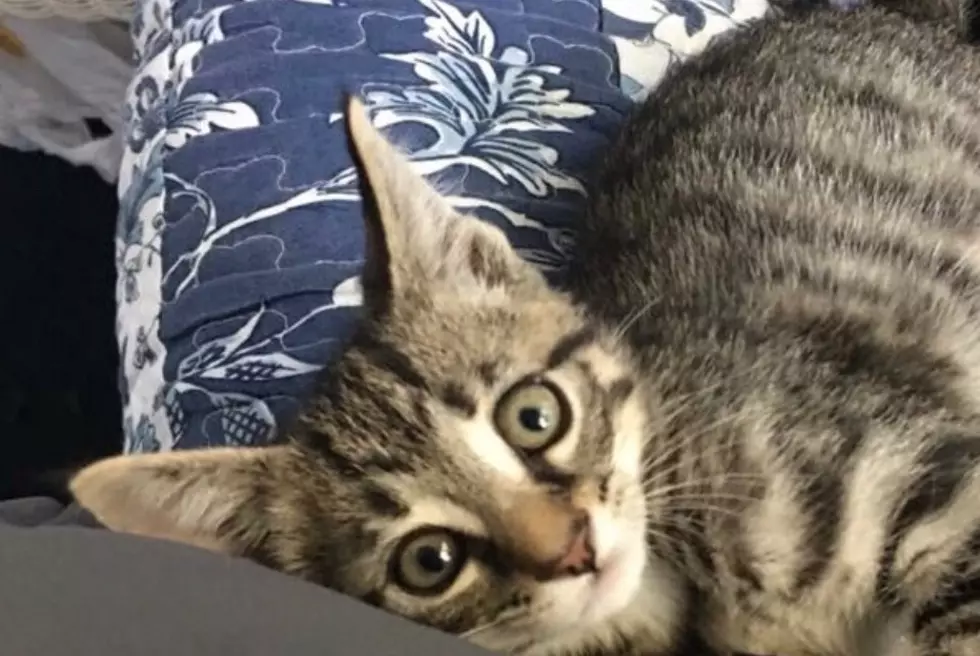 This Cat Went Missing from Michigan And Was Found in Florida