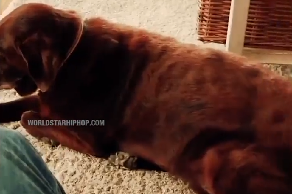 Dog&#8217;s Long Fart Makes Cat Vomit [VIDEO]