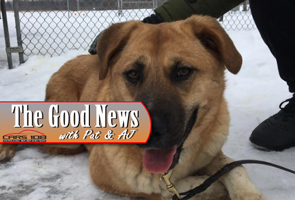Dogs Rescued from Meat Farm Up for Adoption in Michigan – The Good News