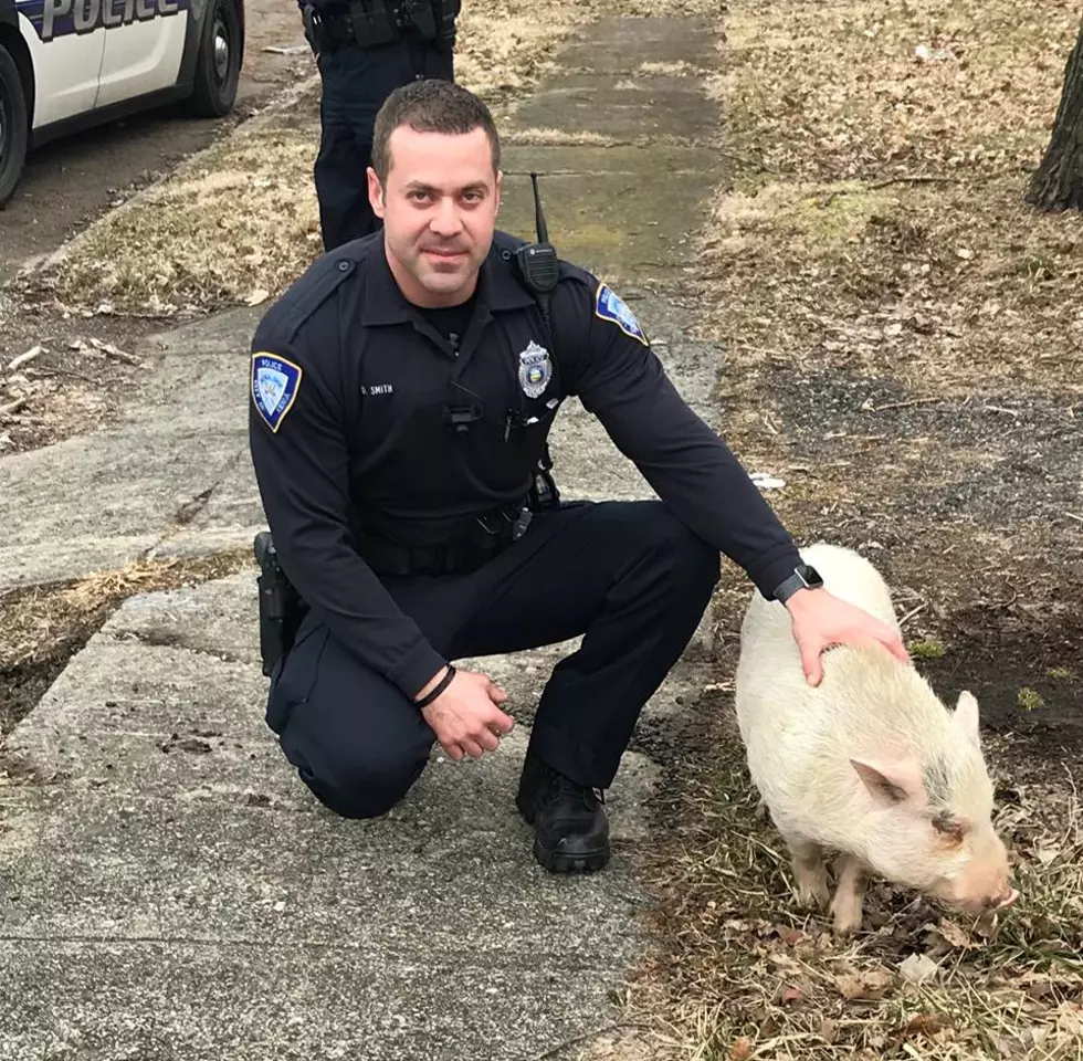 Ohio Cop Uses Leftover Pizza to Lure Little Piggy All the Way Home [VIDEO]