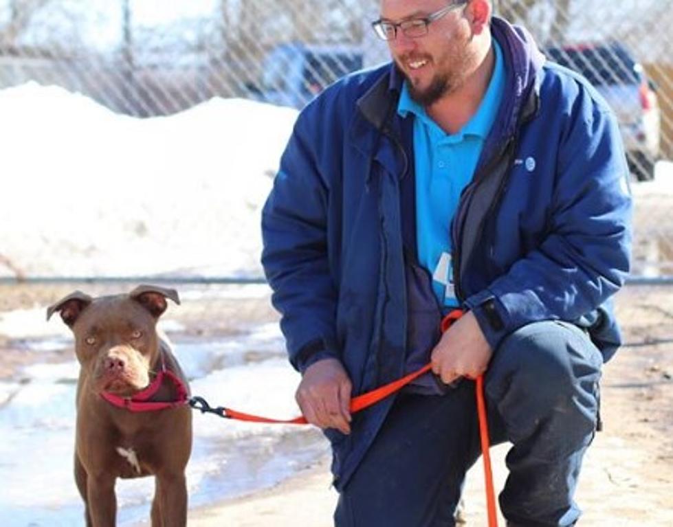 Blue, the Florida-to-Michigan Dog, Has Been Adopted! 
