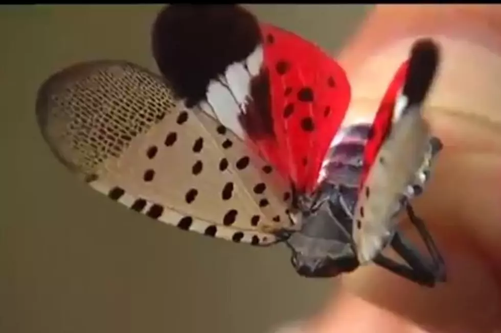 Experts Say Spotted Lanternfly Set to Invade Michigan