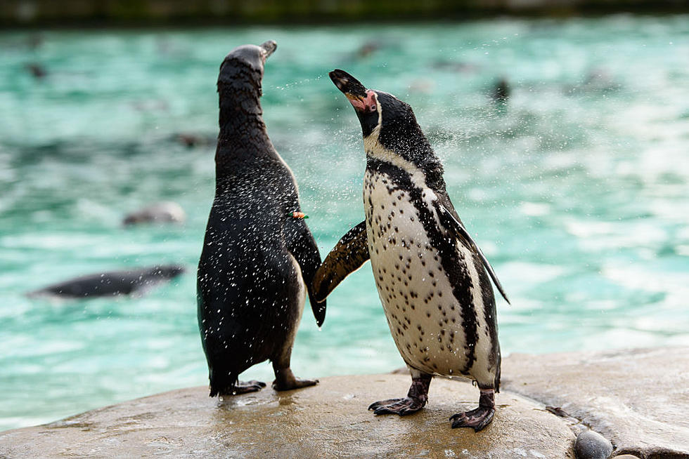Penguin Exhibit at Detroit Zoo Will Close for 9 Months for Repairs