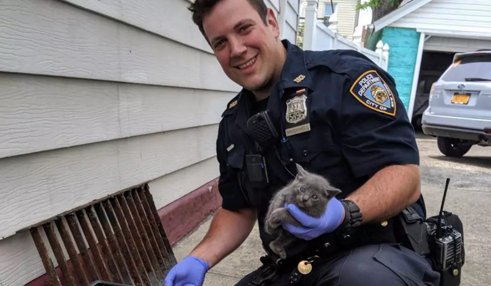 NYPD Officers Save…and Adopt Abandoned Kittens – The Good News