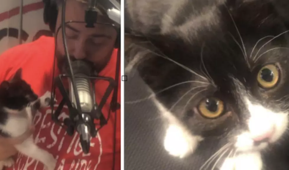Kittens Lilo & Mali! AJ's Animals for Monday, June 24th [VIDEO]