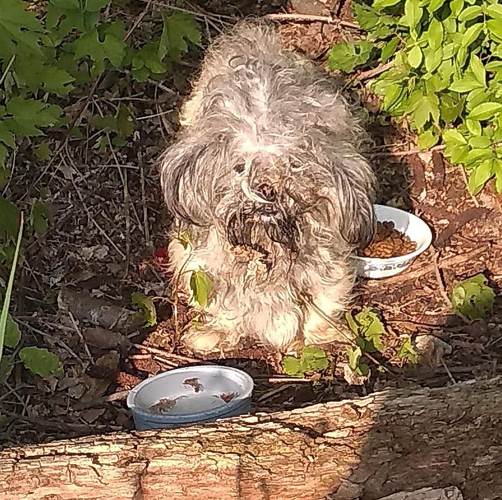 Dirty, Matted Stray Dog Found at Flint Park &#8211; See His Amazing Transformation!