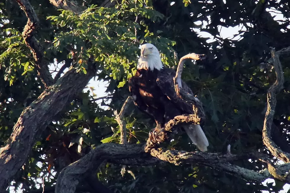 Bald Eagle Rescued in Central Michigan – The Good News