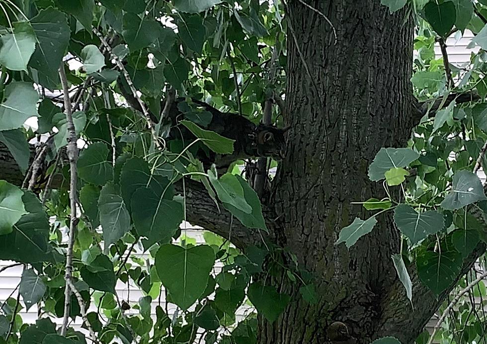 Our Cat Climbed a Freakin’ Tree Yesterday [VIDEO]