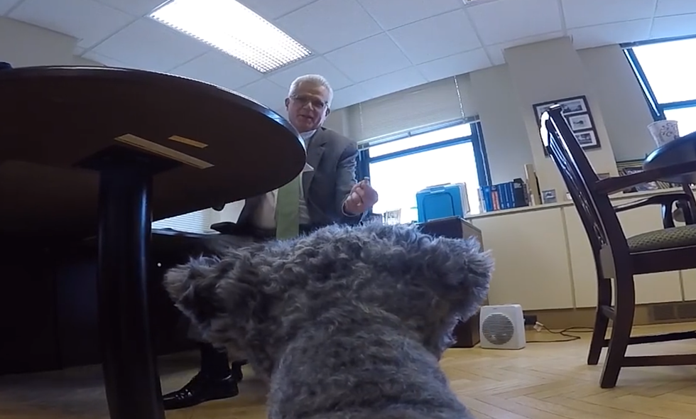 A Day in the Life of a Detroit Company's Office Dog [VIDEO]
