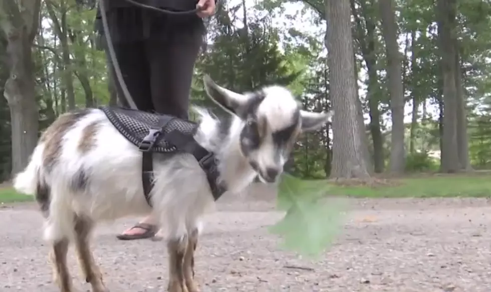 Goat Orphaned in Michigan is Now a Therapy Goat – The Good News