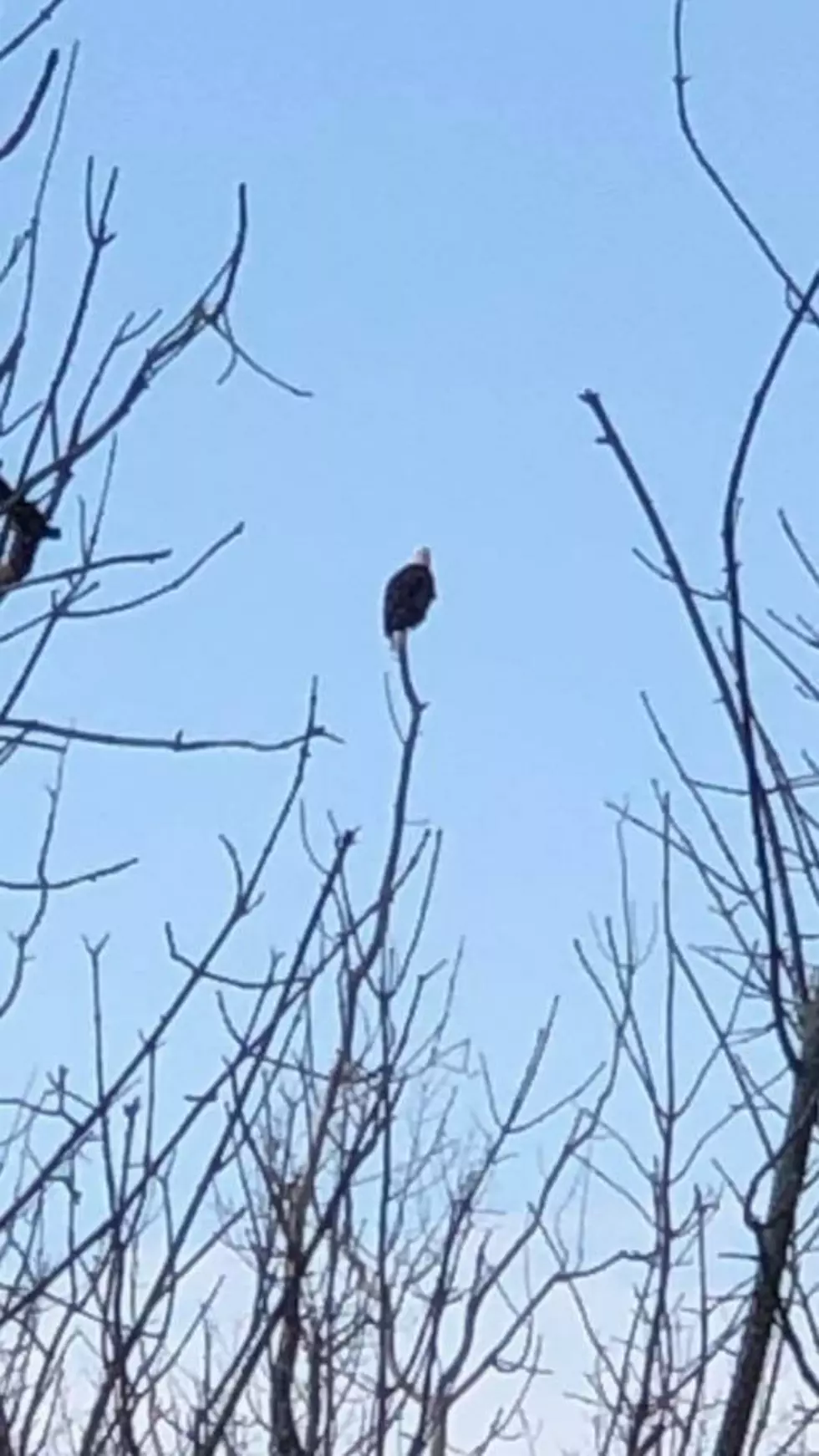 Bald is Beautiful &#8211; Bald Eagle Spotted in In Davison is Majestic [PHOTOS]