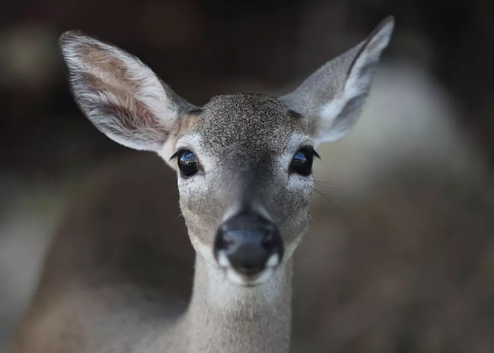 A Deer and a Poodle Had a Great Time Playing in Traverse City