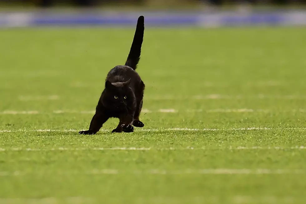 Monday Night Football Cat Signs with Lions, Could ‘Save the Season’