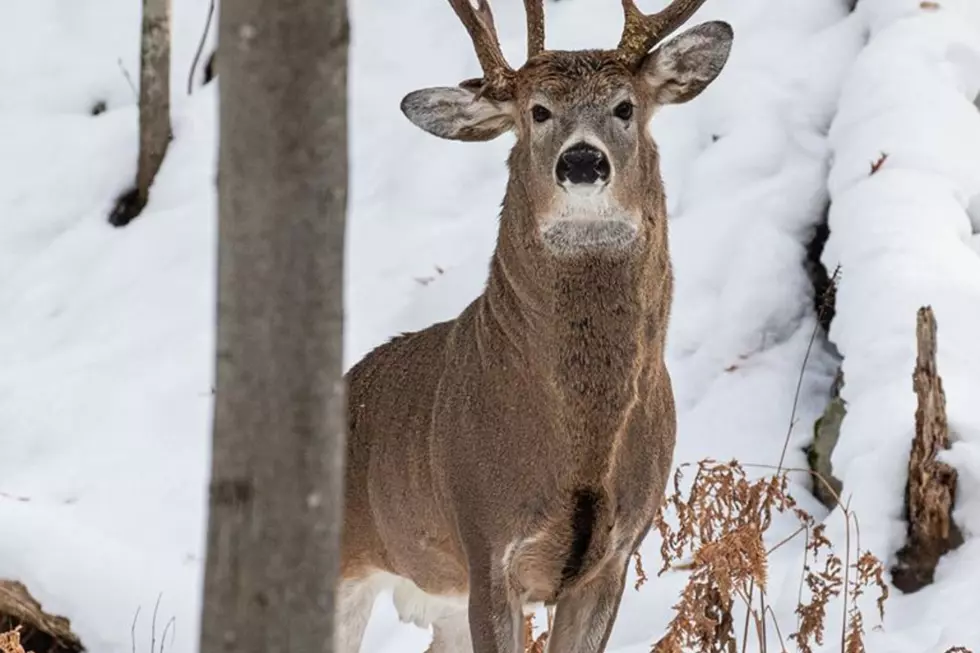 Michigan Lawmaker Captures Pic of Rare Three-Antler Deer [PHOTO]