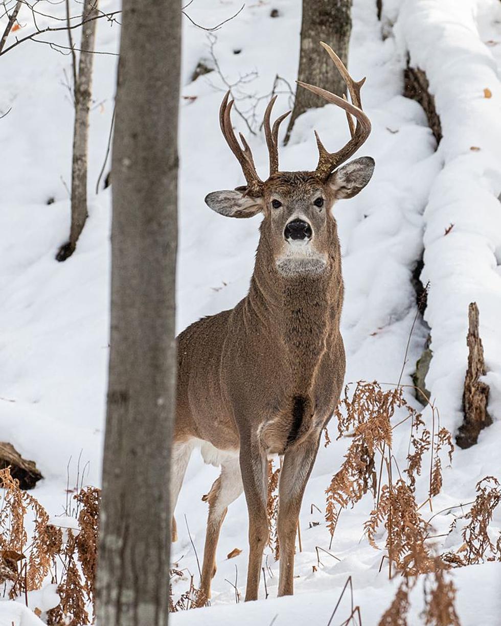 Michigan Lawmaker Captures Pic of Rare Three-Antler Deer [PHOTO]