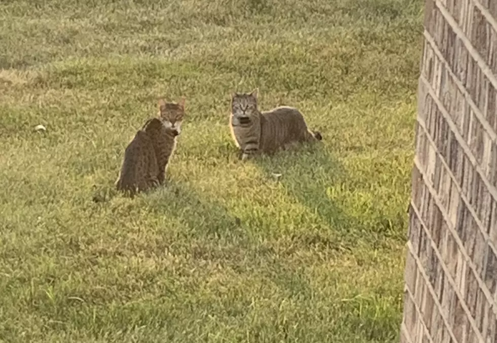 Oakland County Cat Tests Positive for Rabies