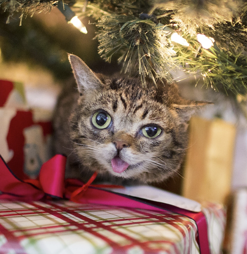 Internet Celebrity Cat Lil Bub Has Died